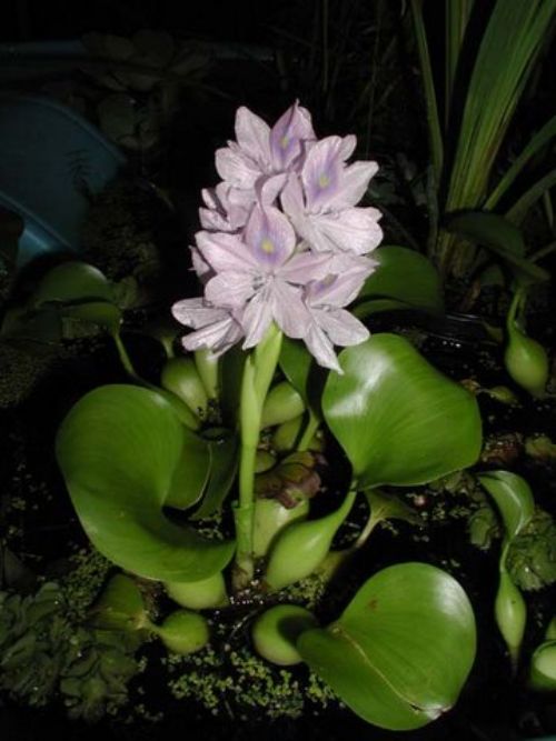 A photo of a water hyacinth which has green shiny round leaves and a purple flower that is on a single stem and makes a cone shape, photo courtesy of Leslie J. Mehrhoff/IPANE