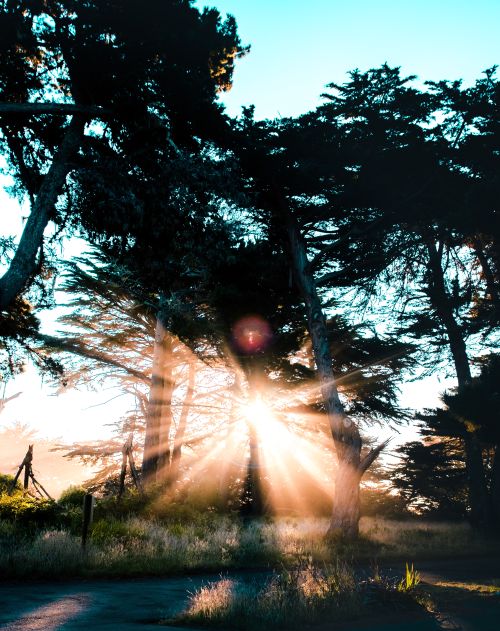 Pine trees with sun behind them.