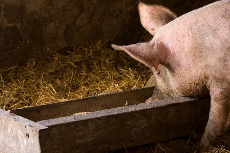 pink pig eating in a bunk