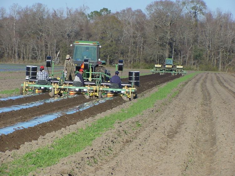 Laying plastic on raised beds (foreground) with a bed pre-shaper (background). Photo by Ron Goldy, MSU Extension.