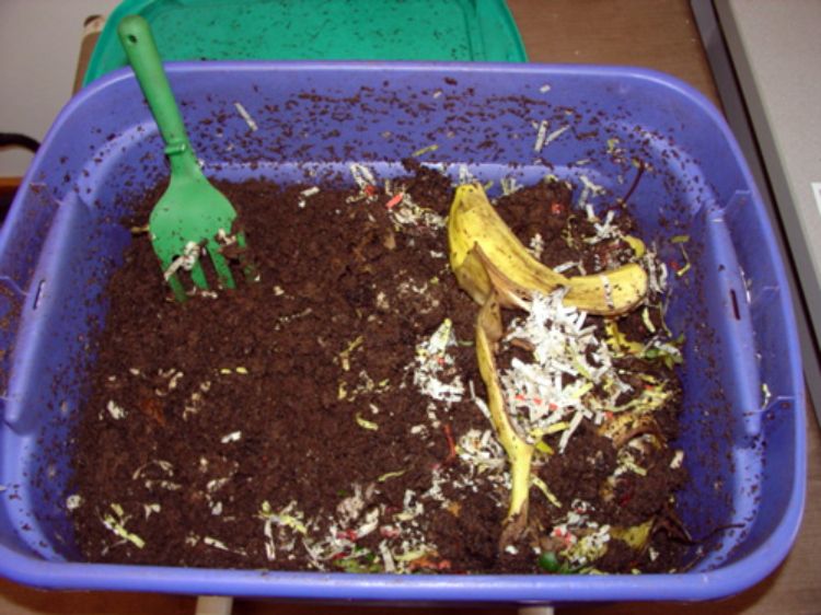 Image of Worm bin filled with organic soil