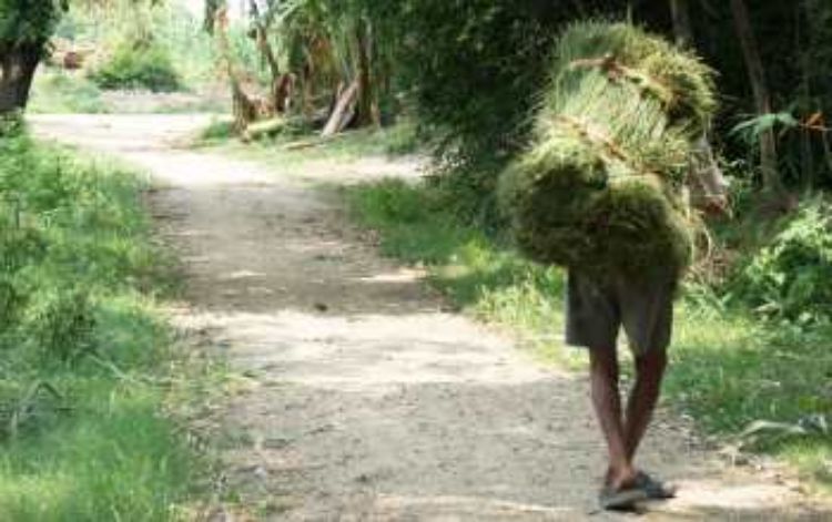 A man carries a bundle of grasses collected in a community forest in Chitwan, Nepal. Photo by: Scott Yabiku, Arizona State University