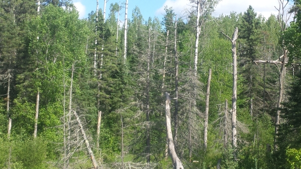 Why Am I Seeing So Many Areas Of Dead Trees Around The State