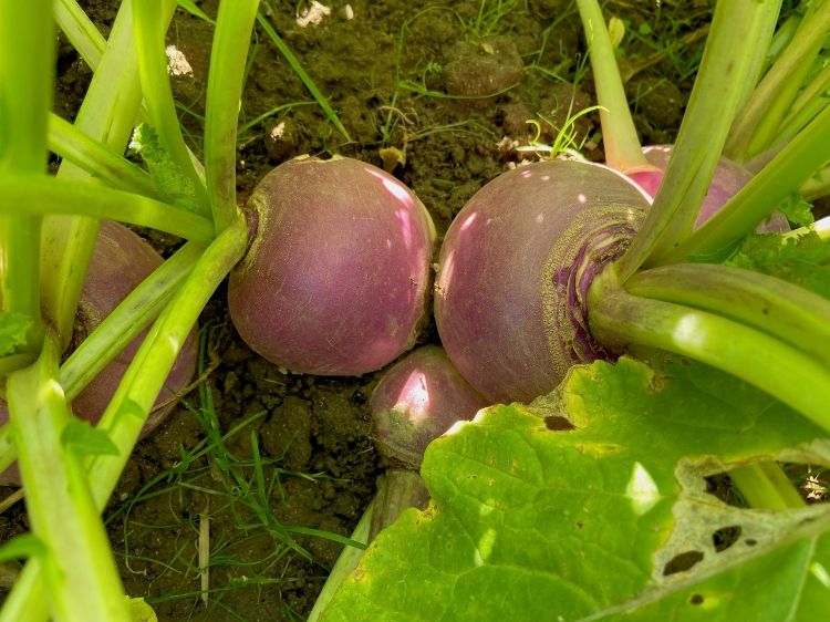 Turnips