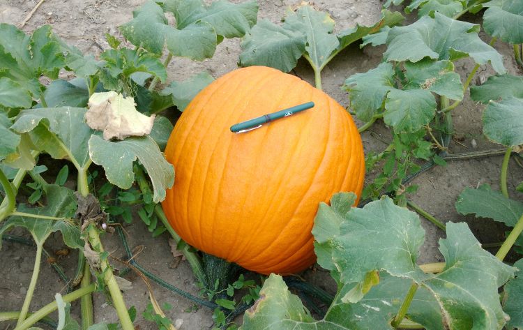 This pumpkin was ready to harvest on Aug. 10 and stored until Halloween sales pick up. Photos: Ben Phillips, MSU.