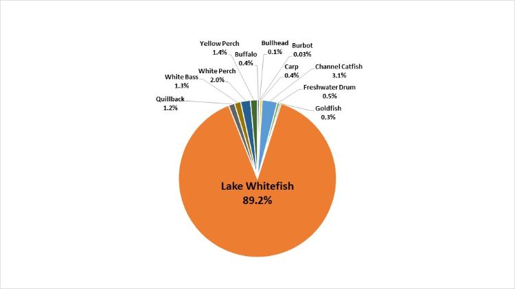 Michigan commercial fishing percent harvest of species in 2020 from Lake Erie, Lake Huron, Lake Michigan, and Lake Superior. The pie chart shows that lake whitefish harvest accounts for 89.2 percent of the total harvest of species. Other species ranhttps://www.michiganseagrant.org/topics/fisheries-and-aquaculture/eating-great-lakes-fish/ge from 3.1% (Channel catfish) to .03% (Burbot). Source: Michigan DNR.