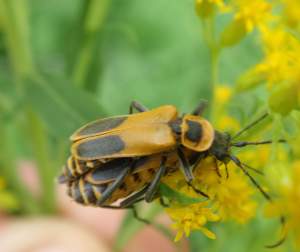 Michigan insects in the garden - Season 2 Week 11: Cantharidae