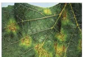 Early Season Vineyard Disease Management Grapes
