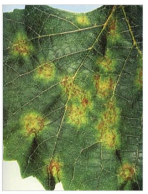 Downy mildew on the upper side of a leaf. All images from Midwest Grape Production Guide Bulletin 919.