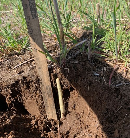 Asparagus coming up from below the ground.