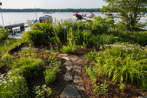 Smart waterfront plants to enhance your shoreline