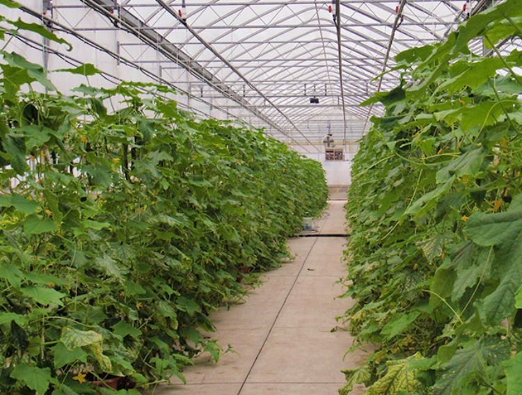Cucumber production in a primarily floriculture greenhouse.