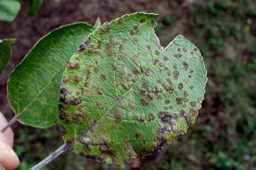  Raised lesions are dark green to gray to brown with distinct margins. 