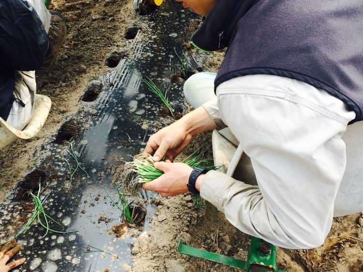 A high school student plants onion transplants in a row.