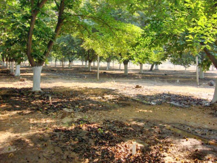 Orchard of grafted chestnut cultivars in Michigan. Photo: Erin Lizotte, MSU Extension.