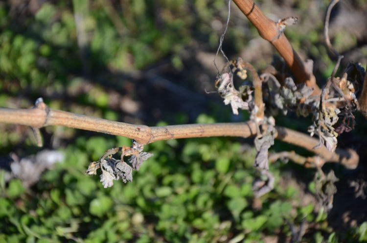 Freeze injury to Cabernet Franc in northwest Michigan, taken May 21, 2015. Photo credit: Duke Elsner, MSU Extension