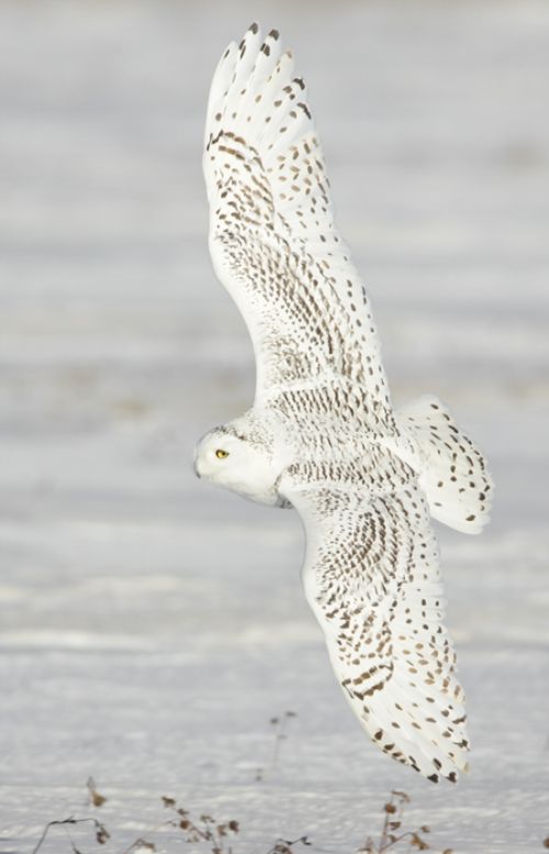 Michigan S Eastern Upper Peninsula Is The Place To Be For Winter Birding Michigan Sea Grant