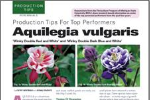Production tips for top performers: Aquilegia vulgaris