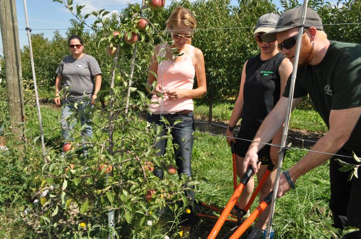 Rejuvenating Old Fruit Trees Msu Extension