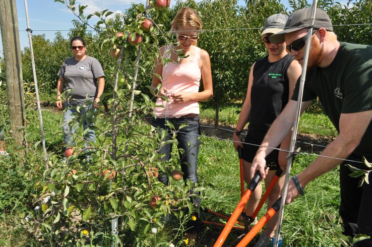 MSU students prune apple trees at the MSU Horticulture Teaching and Research Center.