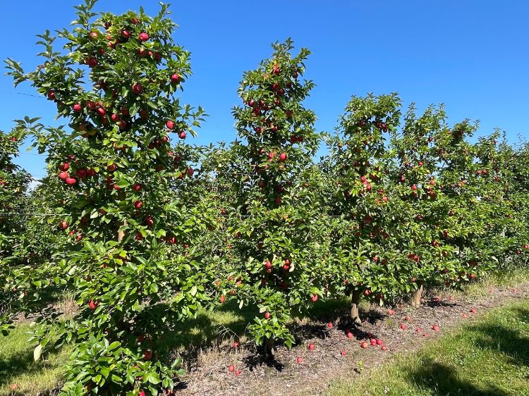 Minneiska apples