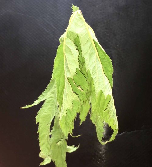 Keep Garden Soils Moist During A Drought Msu Extension