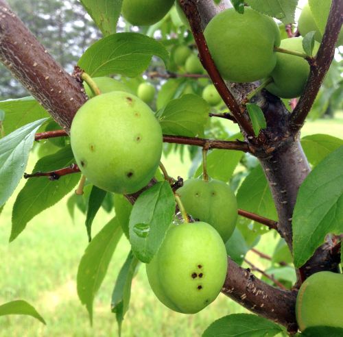 Fortune plum showing bacterial spot symptoms. Photo credit: Bill Shane, MSU Extension