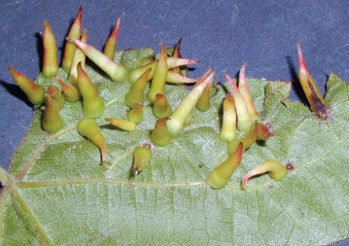 Galls are formed by various fly species. Each makes a characteristically shaped gall. Shown are pointed galls. 