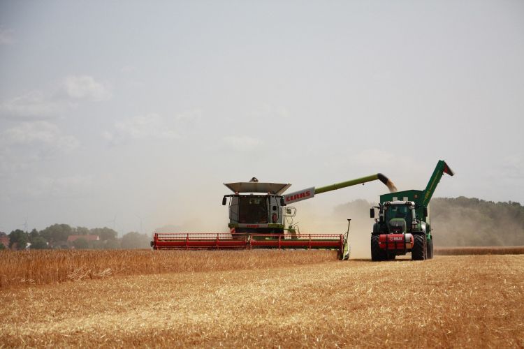 red harvester harvesting beige wheat in a field