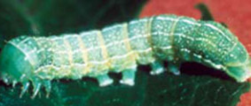 Newly hatched larvae are 2-3 mm in length and have a grayish-green body with a brown head and thoracic shield. Mature larvae are 30-40 mm long, and pale green with white speckles and white longitudinal stripes. 