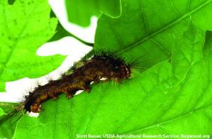 Gypsy moth caterpillar.