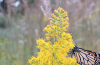 Monarch butterfly on showy goldenrod