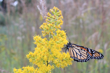 Showy goldenrod