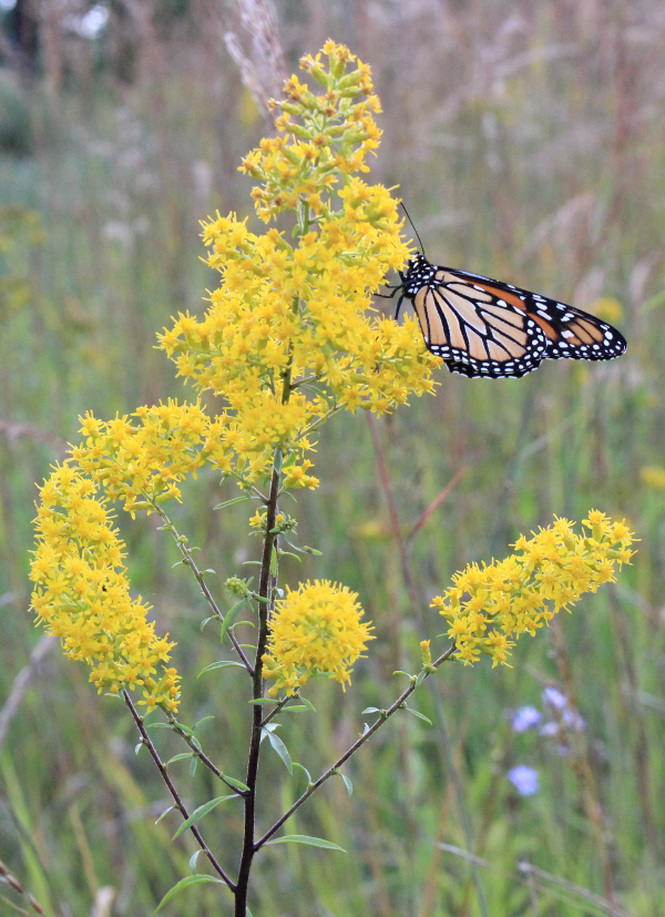 Showy goldenrod