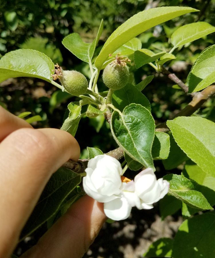 10-millimeter apple fruitlets next to opening blossoms on same branch. Variability in developmental can be seen across the region. Late blossoms that open at this stage can serve as an infection court for fire blight. Photo by Dave Jones, MSU Extension.