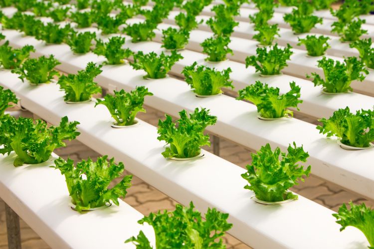 Cucumbers growing in a hydroponic garden.