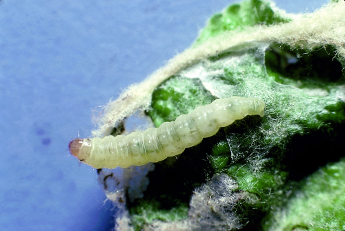  Larva is creamy white with an amber head that turns black. 