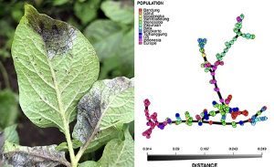 research on plant pathology