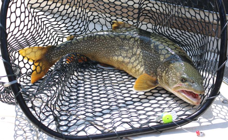 Wild produced Lake Trout more often seen in angler catches, a sign of recovery for this native species in Lake Huron. Brandon Schroeder | Michigan Sea Grant