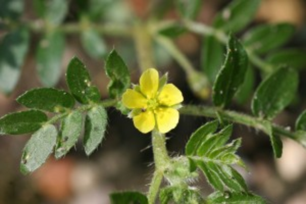 Puncturevine plant