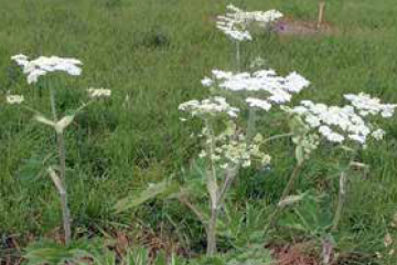 Common cowparsnip