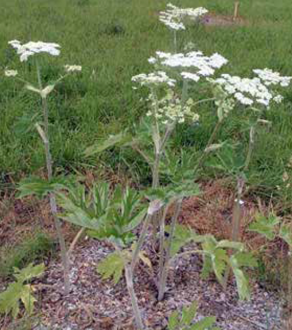 Common cowparsnip