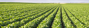 Are GMOs Safe?