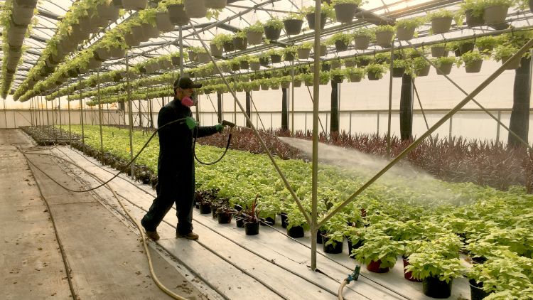 A worker spraying crops in a greenhouse.