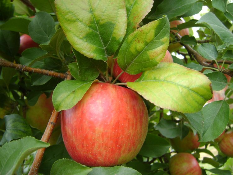 An apple ready to be picked