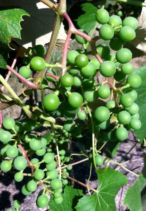 Current development of Concord grapes near Benton Harbor, Michigan. Photo: Brad Baughman, MSU.