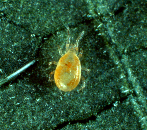  Adults have translucent, teardrop-shaped body. 
