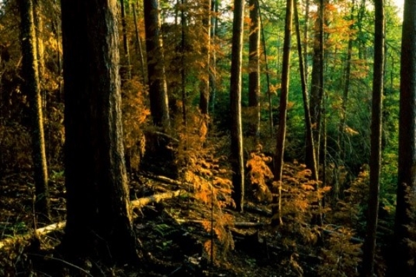 The Role Of Fire In Forest Ecosystems Forestry