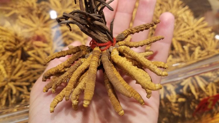 Ghost moth larvae (orange, bottom) parasitized by the caterpillar fungus, with developing fruiting bodies (brown, top). Described as “cheetos on a stick”.