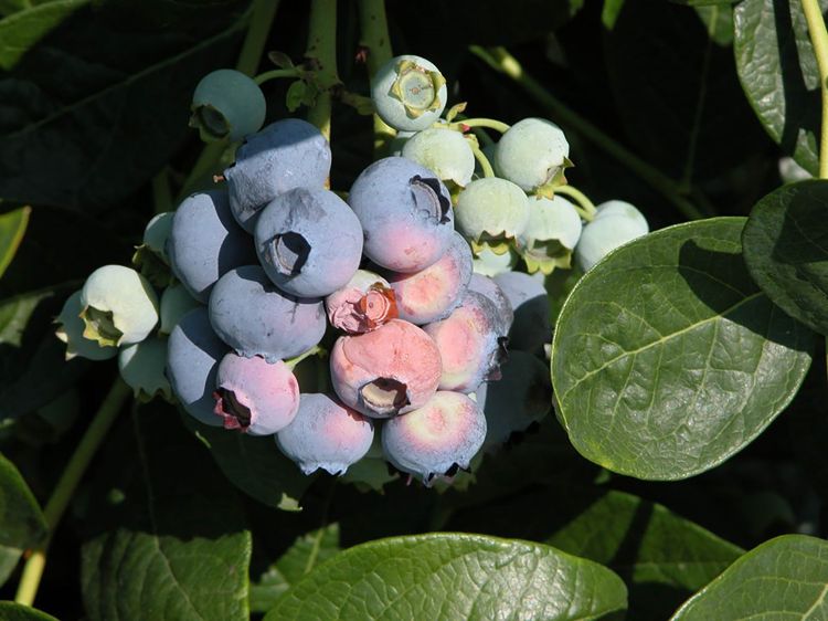 Blueberries showing symptoms of sun scald